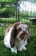 Image result for Black and White French Lop Bunny