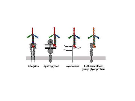 Image result for Fibronectin Molecular Structure