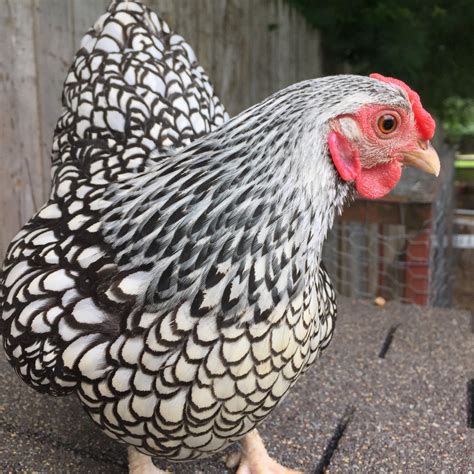 Silver Laced Wyandotte Bantam