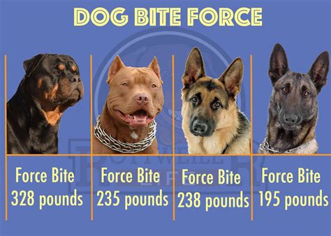 What Dog Has The Most Powerful Bite In The World at Eric Main blog
