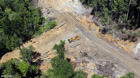 Road construction in the rainforest