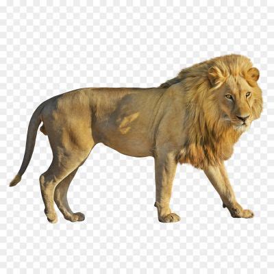 Loin Png - Pngsource