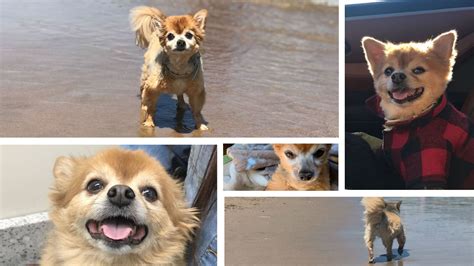 Pet Memorials at Mokena Animal Clinic in Mokena, IL