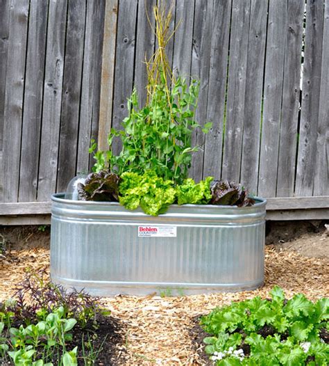 Galvanized Water Trough Planter - Plant Corz