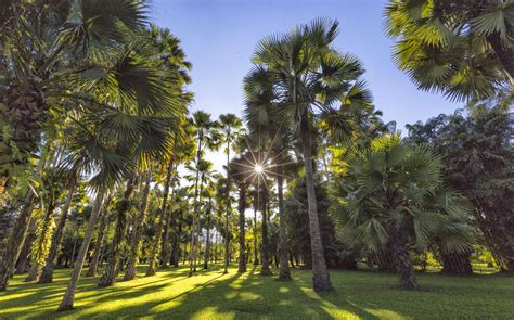 【携程攻略】西双版纳中科院西双版纳热带植物园景点,保存着大片的热带雨林，景色优美，景区内有有偿观光车。