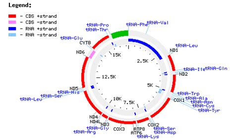 Image result for Example of mtDNA