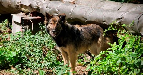 Can the Dogs of Chernobyl Teach Us New Tricks About Survival?