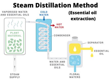 Image result for Essential Oil Process