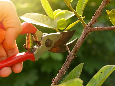 When and How to Prune Trees: A Seasonal Guide for Arborists - Your Art Pages