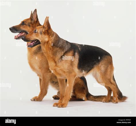 Are Alsatians And German Shepherds The Same