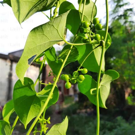 Giloy (Tinospora Cordifolia) "Heart-leaved moonseed" - Plant – Lalit ...