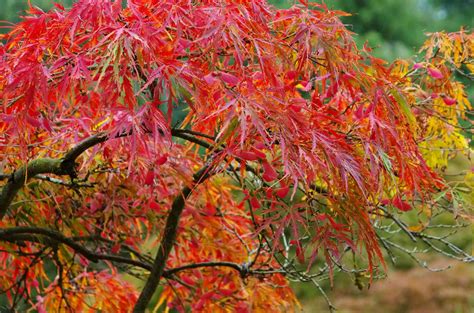 Types of weeping japanese maple trees - golfserver