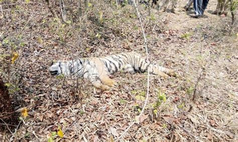 India's Tiger Population Has Increased By 1300% Since It Was Declared ...