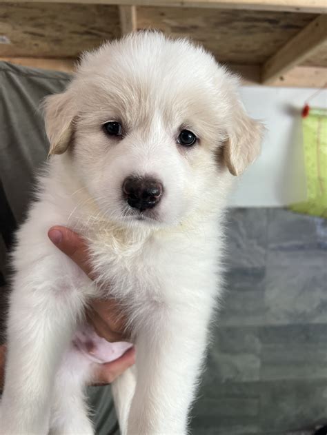 Great Pyrenees Lab Mix Dogs