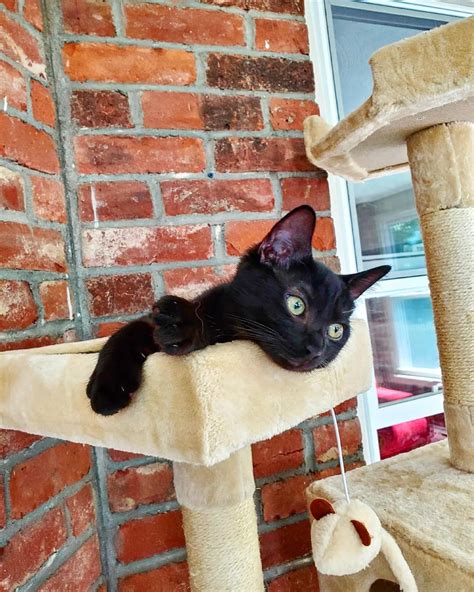 Itty Bitty Black Kitty Committee : r/cats