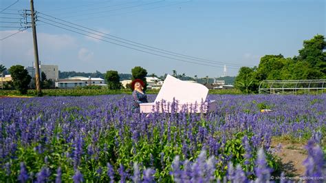 Go to Flower Market 的图像结果