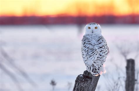 Tải + Download hình nền Cú Tuyết - Snowy Owl 4k Ultra full hd