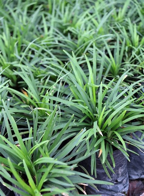 Small Ornamental Grass Plants Festuca Glauca | Grasses | Blue Grass