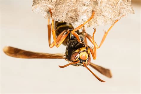“Profound” Evolution: Wasps Learn to Recognize Individual Faces