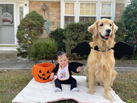 Paisley Mae the Golden 🐾 (@paisley_mae_thegolden) • Instagram photos ...