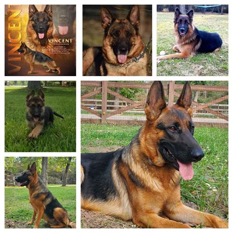 German Shepherd Dog Puppies For Sale In Houston, TX