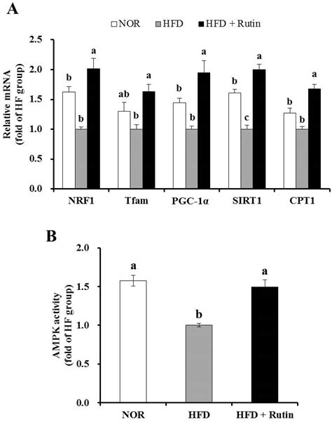 Rutin Increases Muscle Mitochondrial Biogenesis with AMPK Activation in ...