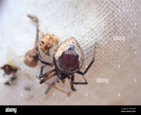 Ant-eating Spiders (Euryopis Stock Photo - Alamy