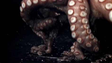 Image result for Octopus Animation