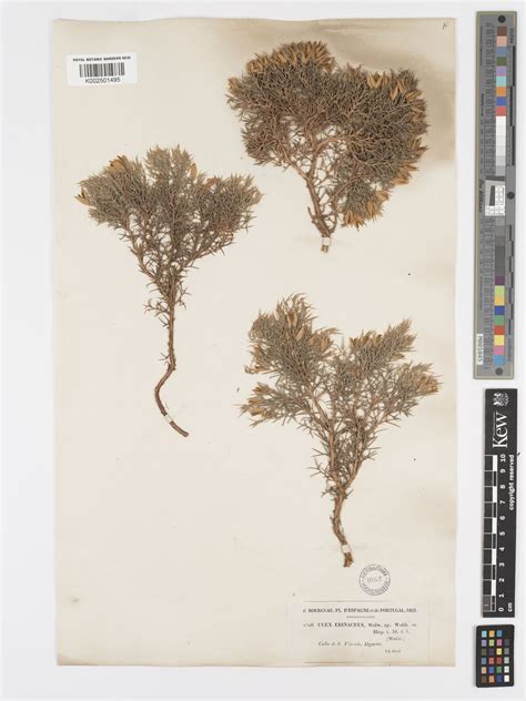Ulex erinaceus Welw. ex Webb | Plants of the World Online | Kew Science