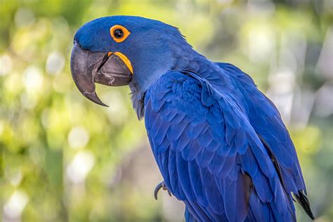 Birds, Parrots, Ara (genus) HD Phone Wallpaper | Rare Gallery