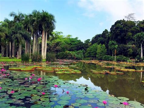 荫生植物园：潜入爱丽丝梦游的仙境----中国科学院西双版纳热带植物园