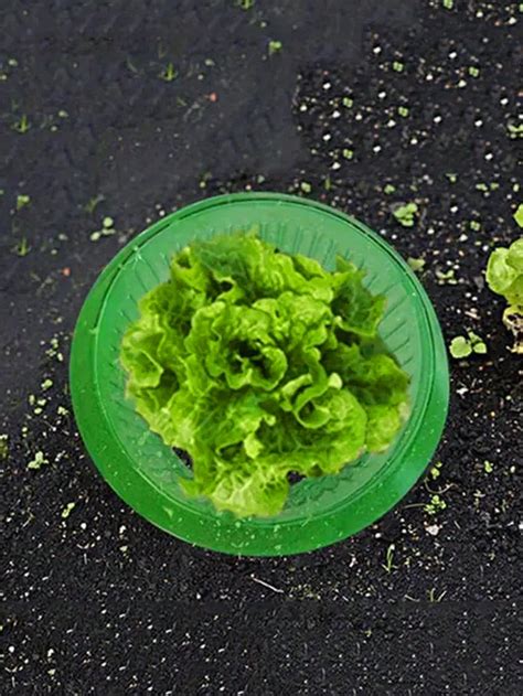 Vegetable Protection Cage, Thicker Snail-Proof Seedlings Guard, Round ...
