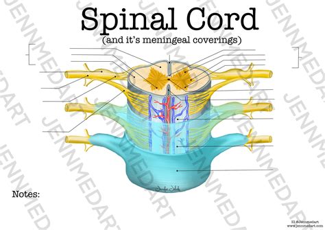 Anatomical Features Of The Spinal Cord Labeled at Ella Kendall blog