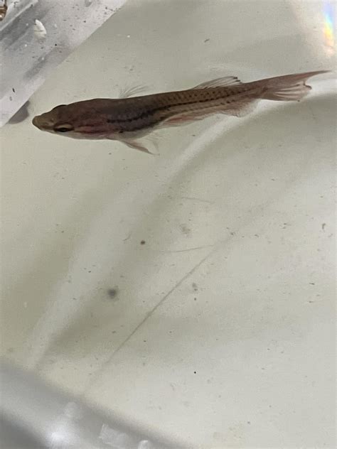hitchhiker in my tank, is this a baby wild type betta? and can gender ...
