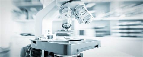 Image result for Objects Under the Dissecting Microscope