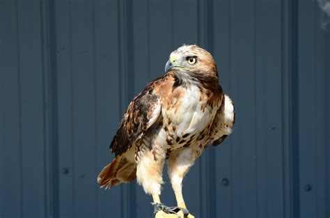 Free Images : vertebrate, bird of prey, beak, accipitriformes, falcon, accipitridae, feather ...