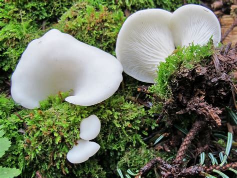 Pleurocybella Porrigens