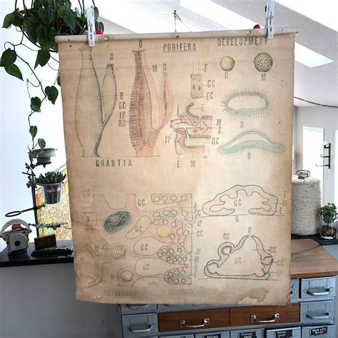 Biology Poster PNG 的图像结果