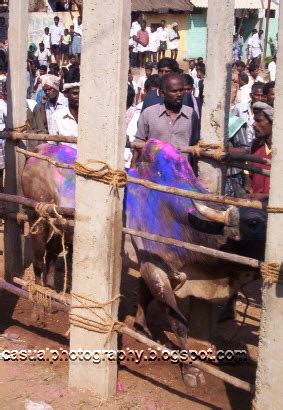 Jallikattu - JungleKey.in Image #100