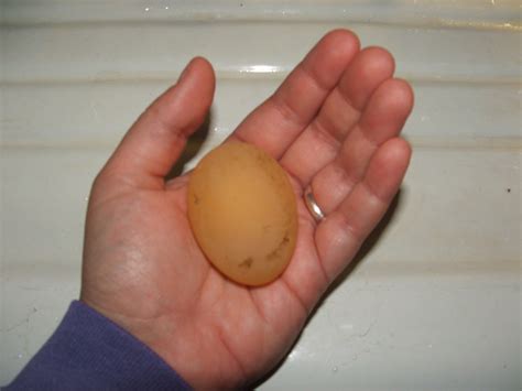 Image result for Egg without Shell Chicks