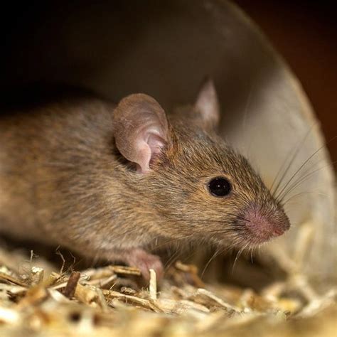 Country Pest Solutions Limited - House Mouse, House Mice, Mice and Rat ...