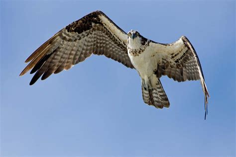 Hawk Osprey Sale | www.emergencydentistry.com