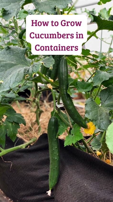 How to grow the best cucumbers in containers – Artofit