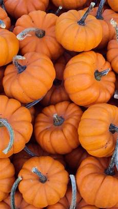 Orange Wallpaper Pumpkin by Pumpkin Iphone Wallpaper Gallery Orange Wallpaper Pumpkin