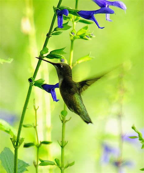 Ruby-throated Hummingbirds on Black and Blue Salvias | Ruby throated ...