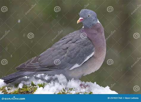 Columba Palumbus