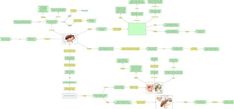 Anexos del sistema digestivo