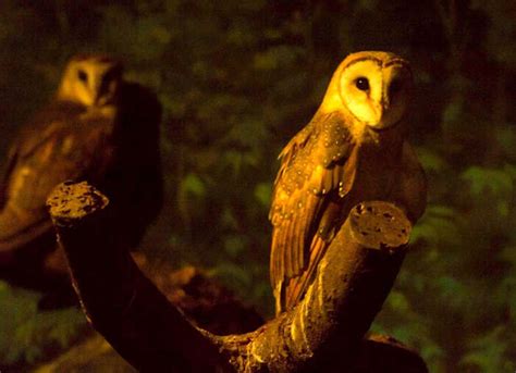 Jurong Bird Park: A Guide To The Best Bird Watching Ever!