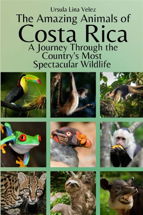 Buy The Amazing Animals of Costa Rica: A Journey Through the Country's ...