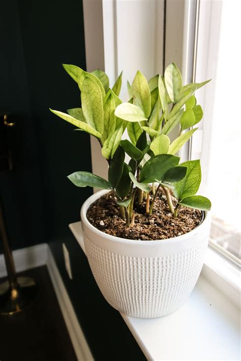 ZZ Plants: Everything you need to know - keep your plants alive